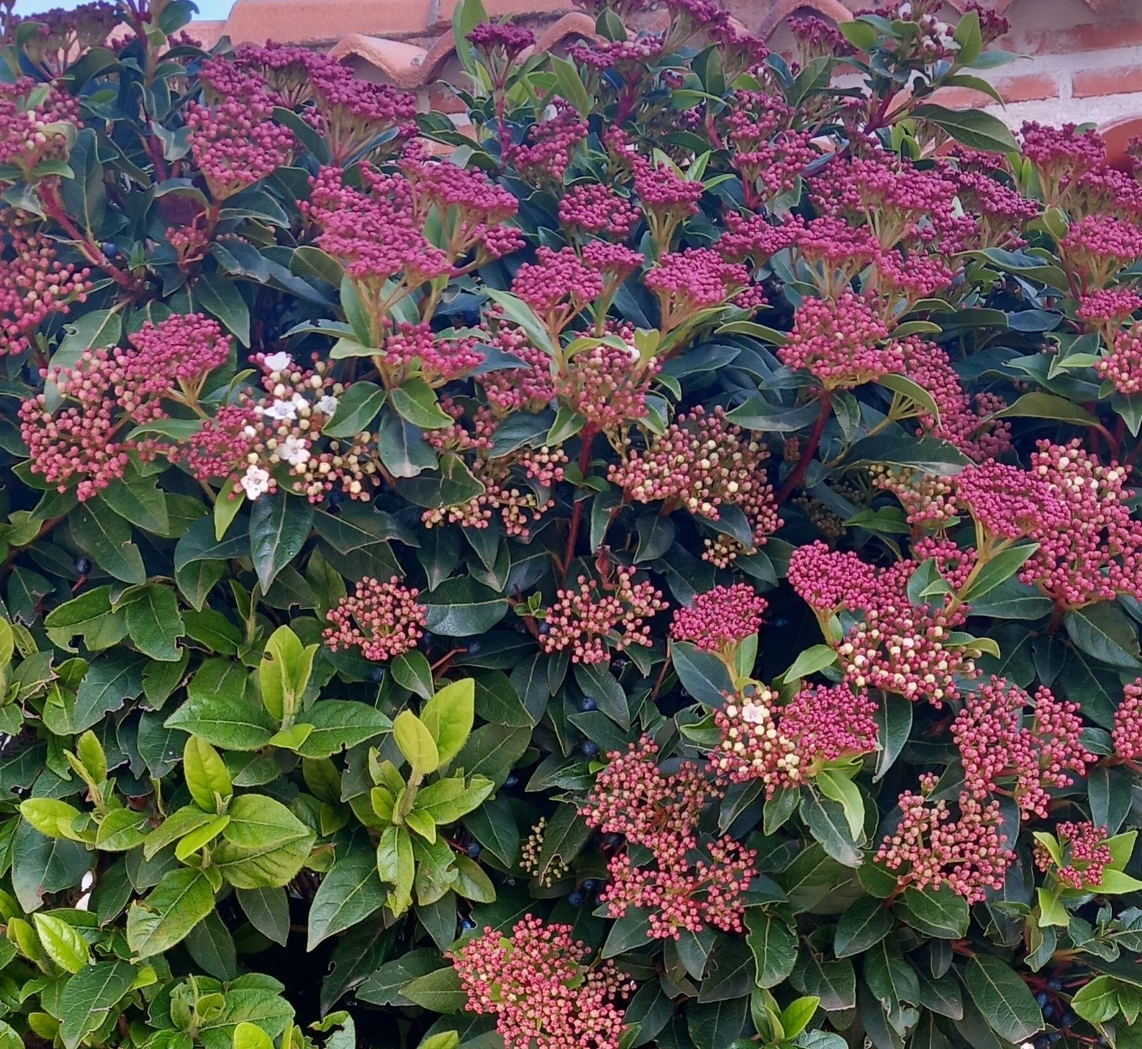 00 Tiempo de Adviento