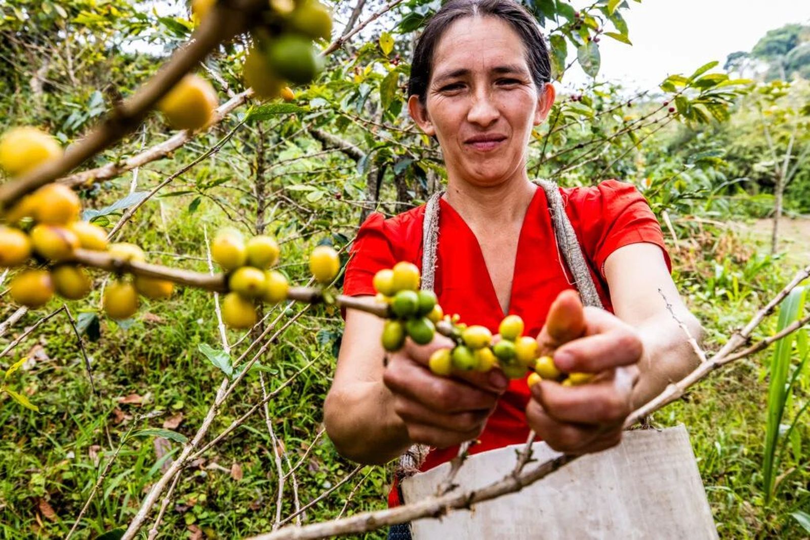 Caficultores de Perú.