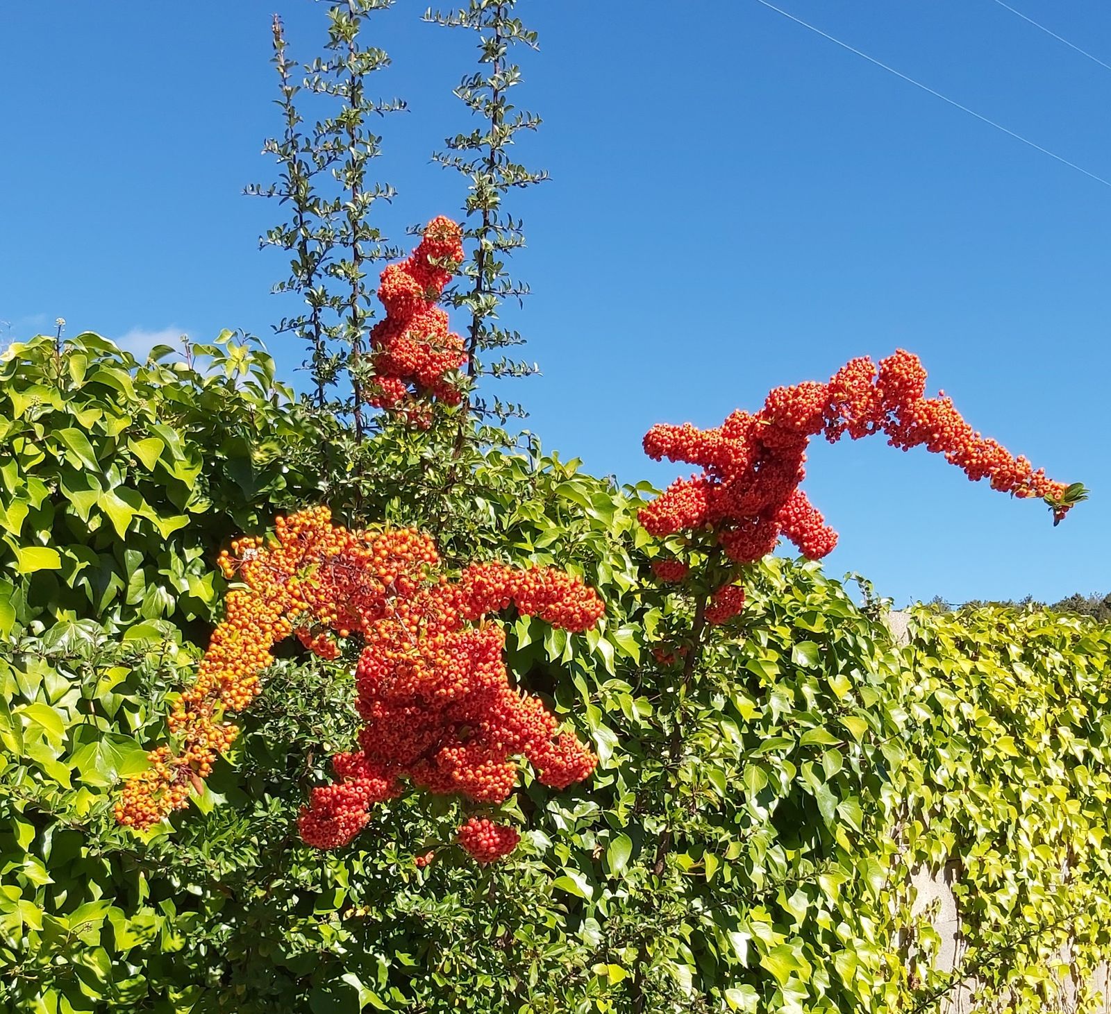 17 III Martes de Adviento