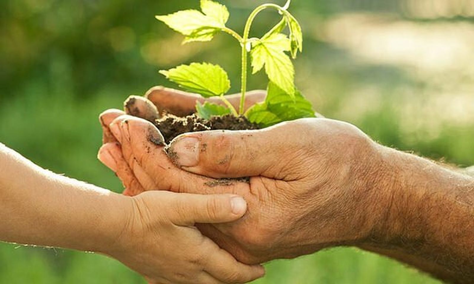 Laudato Si' y el 'cuidado de la casa común'