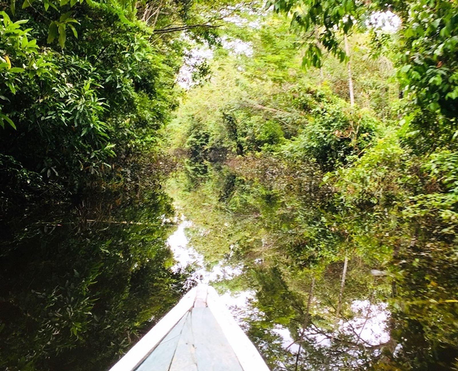 Volando por entre la selva