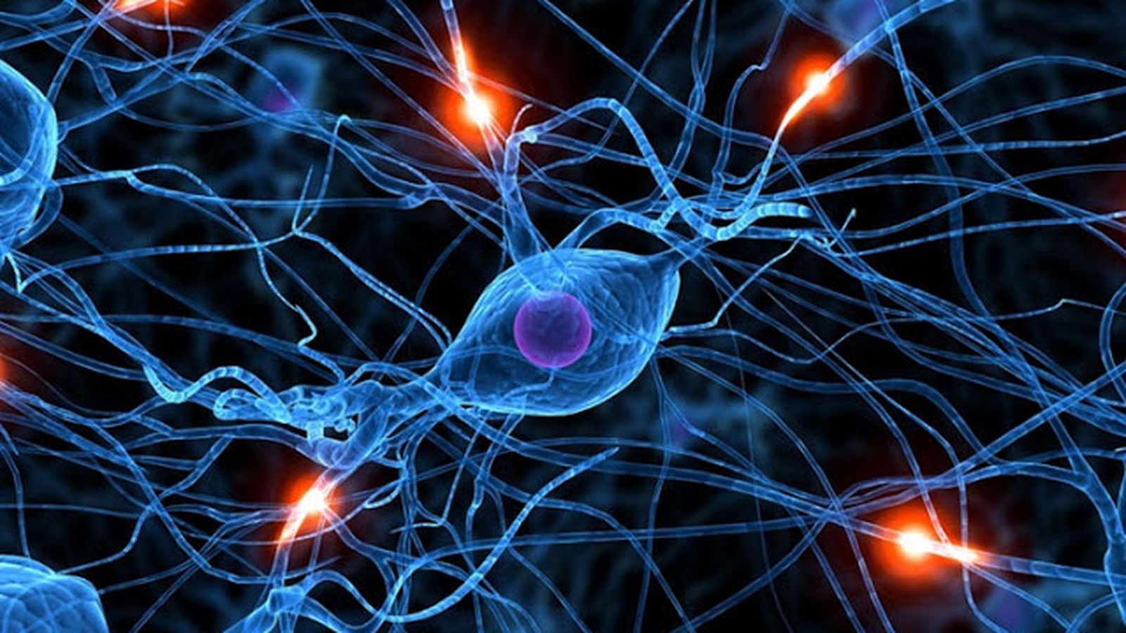 Actividad neuronal