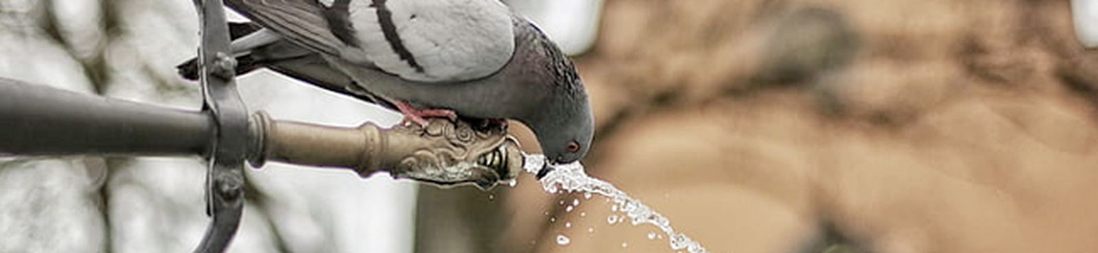 pajaros-fuentes-messiaen