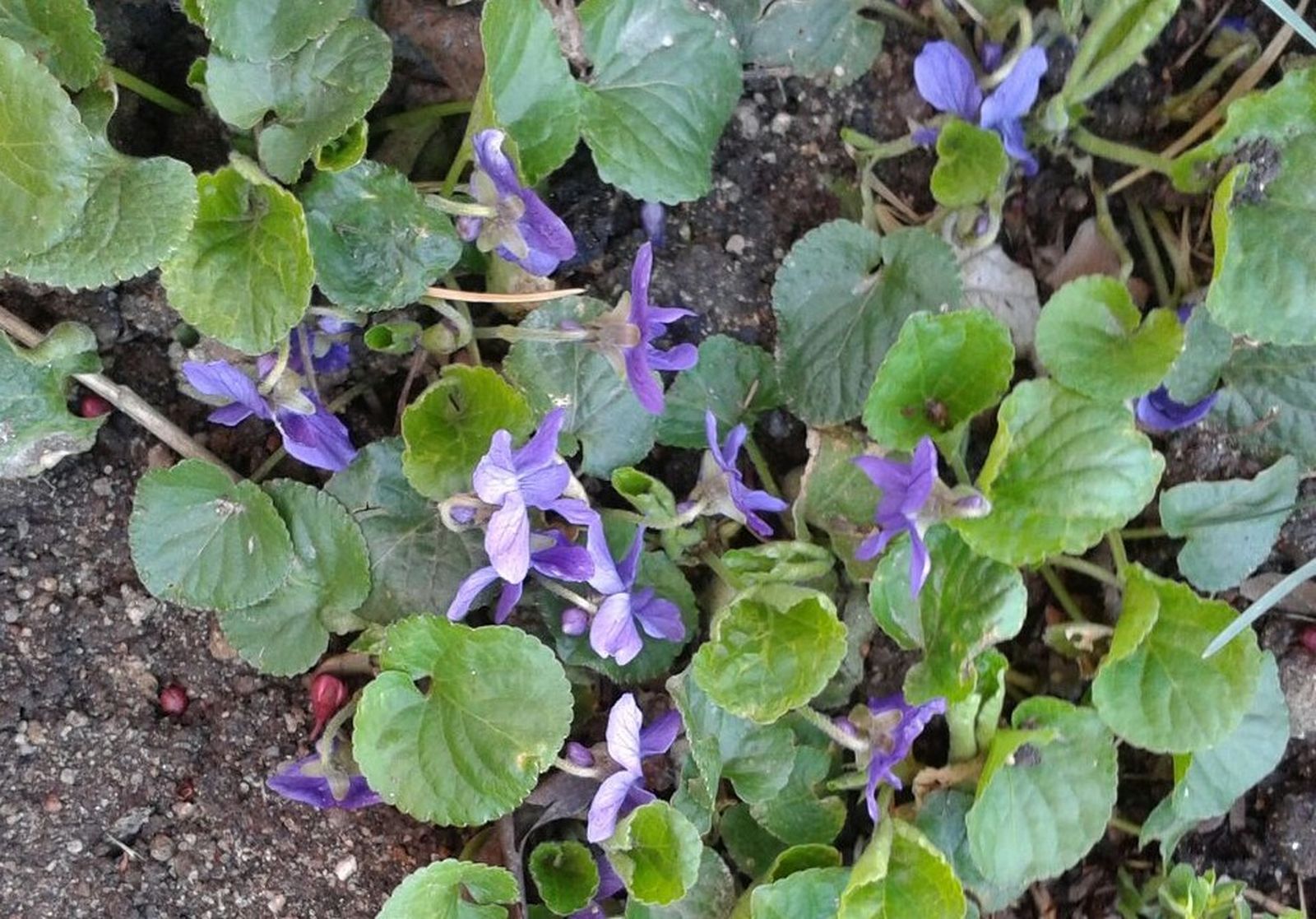 Violetas