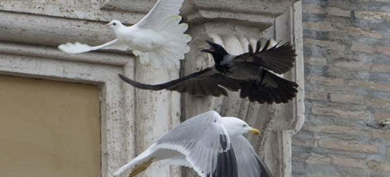 Una paloma, atacada por una gaviota y un cuervo