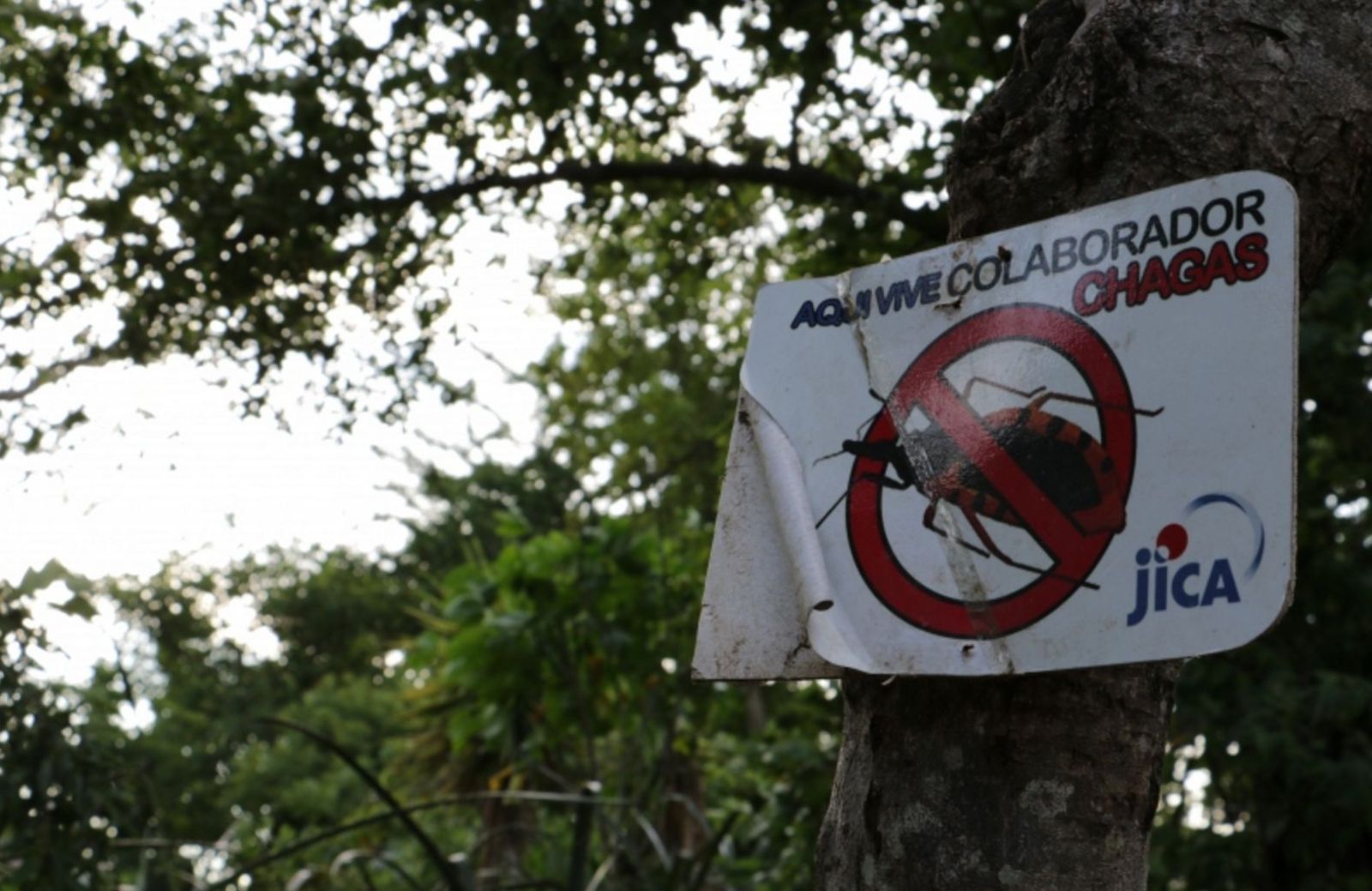 Chagas, la enfermedad desconocida en Europa