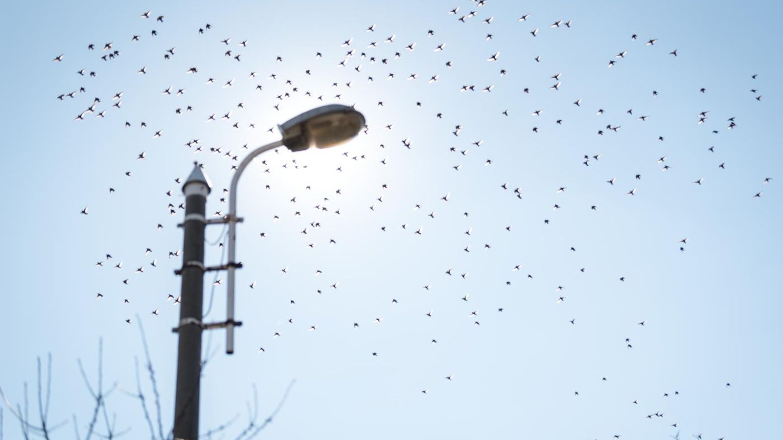 Pájaros vuelan sobre Ucrania
