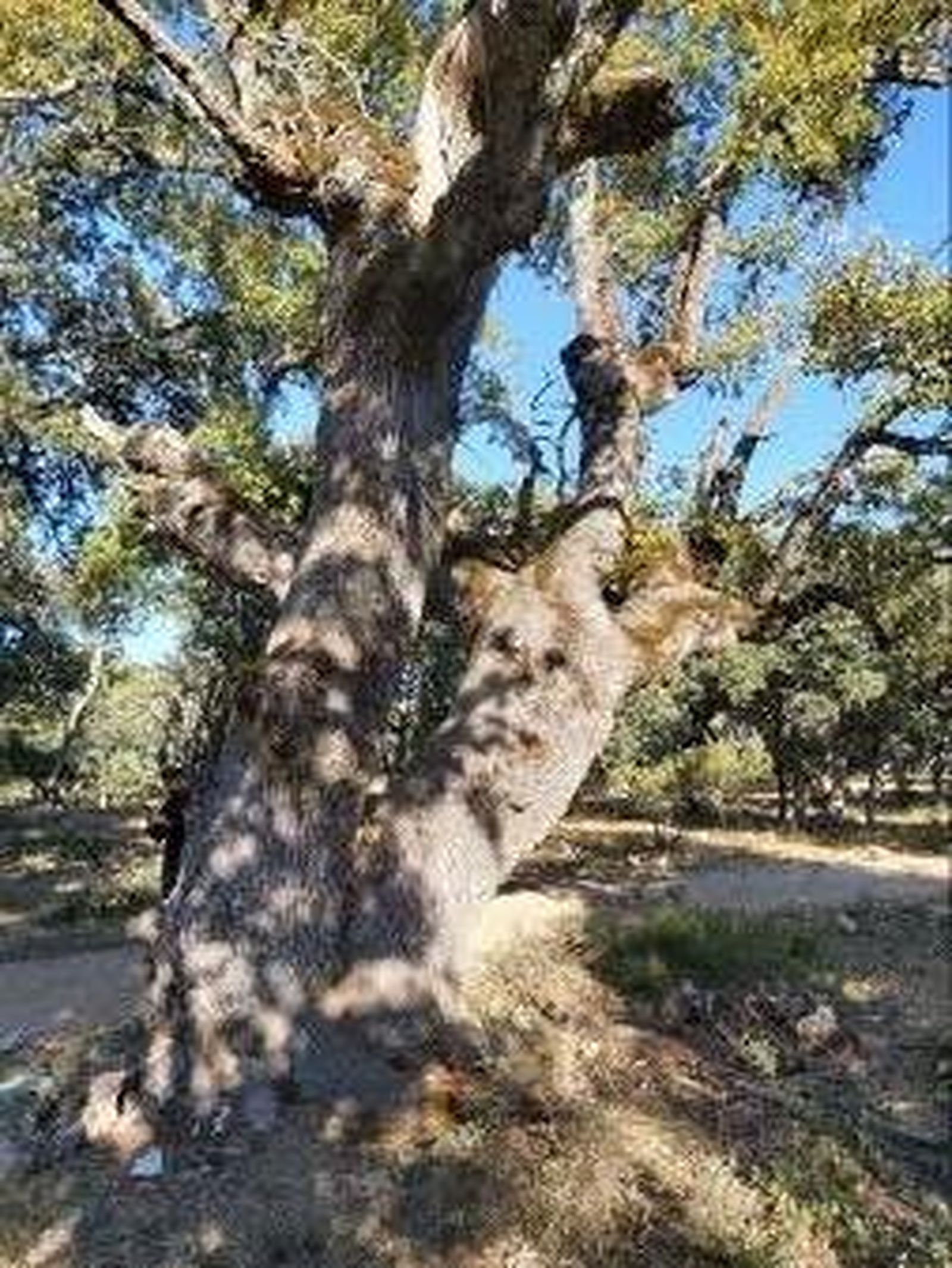 04 I Miércoles de Adviento