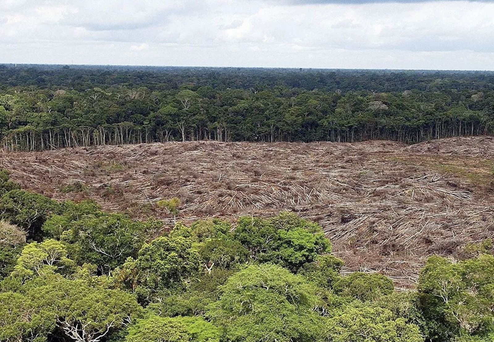 Deforestación en la Amazonía