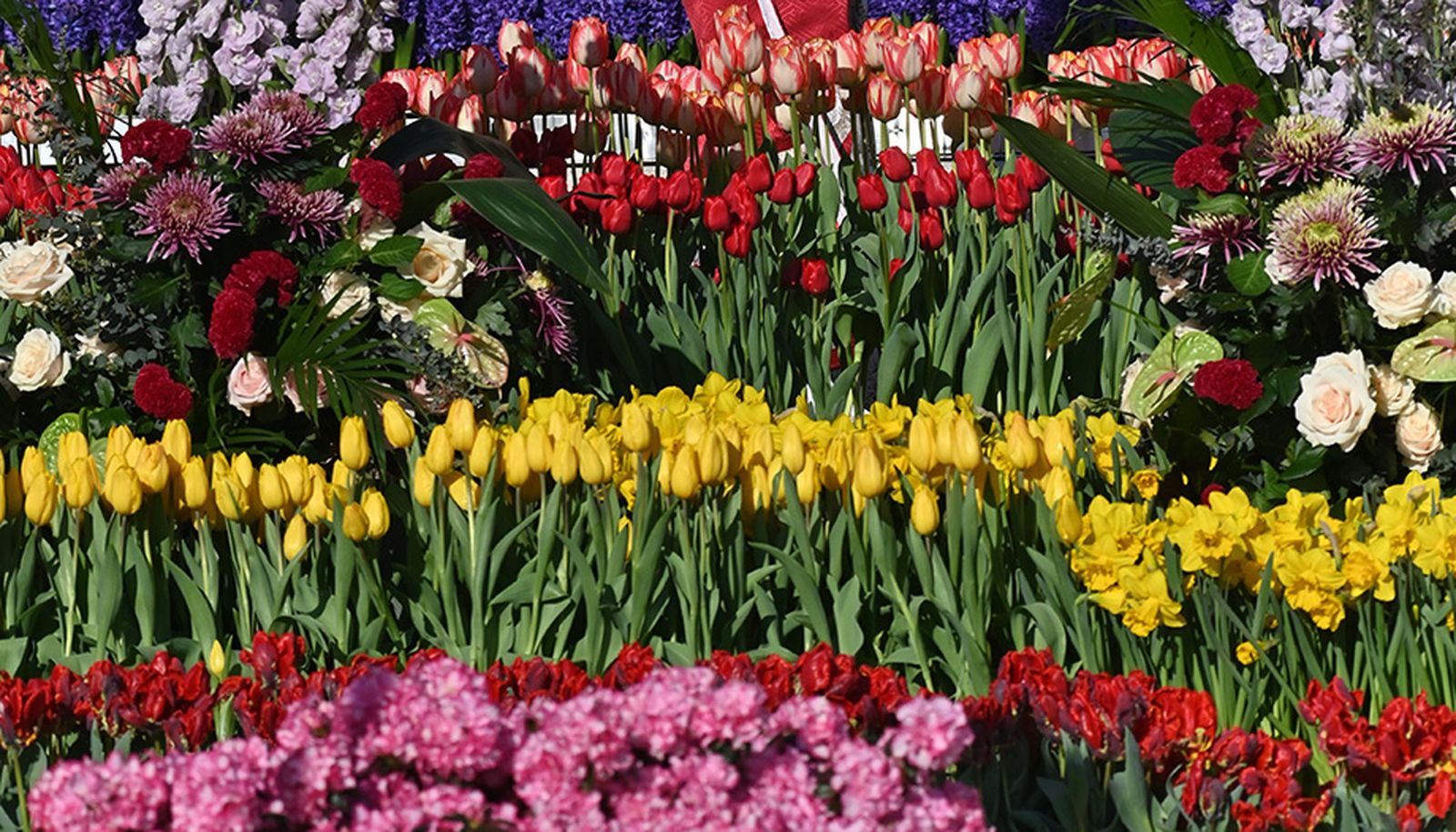 Flores para el Vaticano