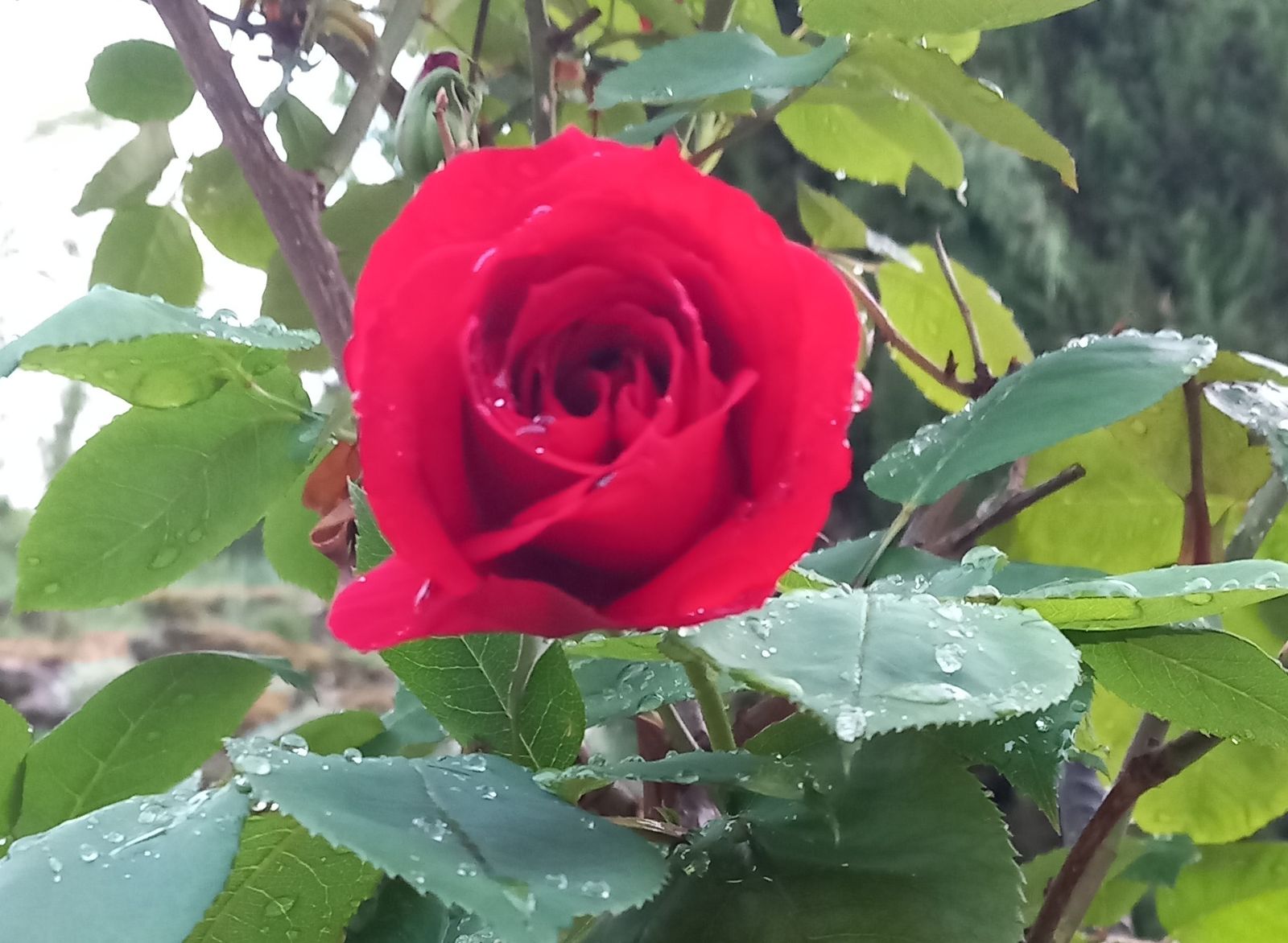 Rosa 2