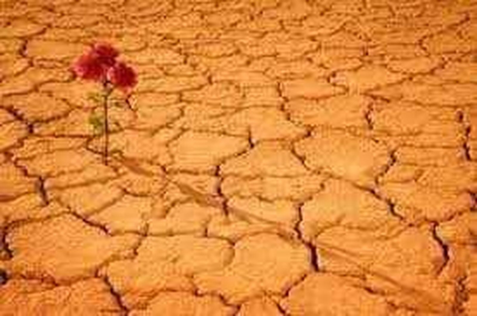 ¡Siempre vence la vida!