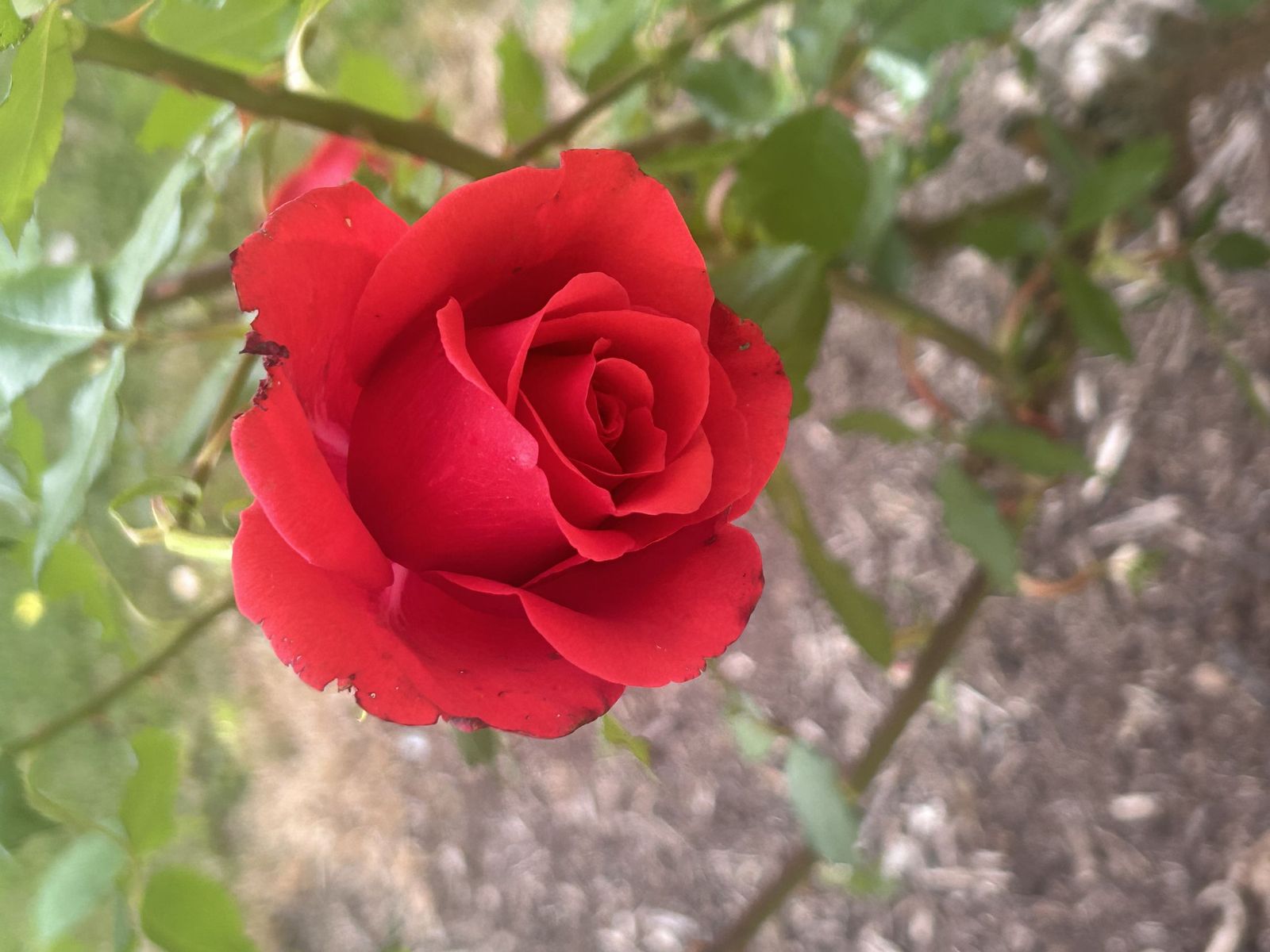 Una florz de esperanza