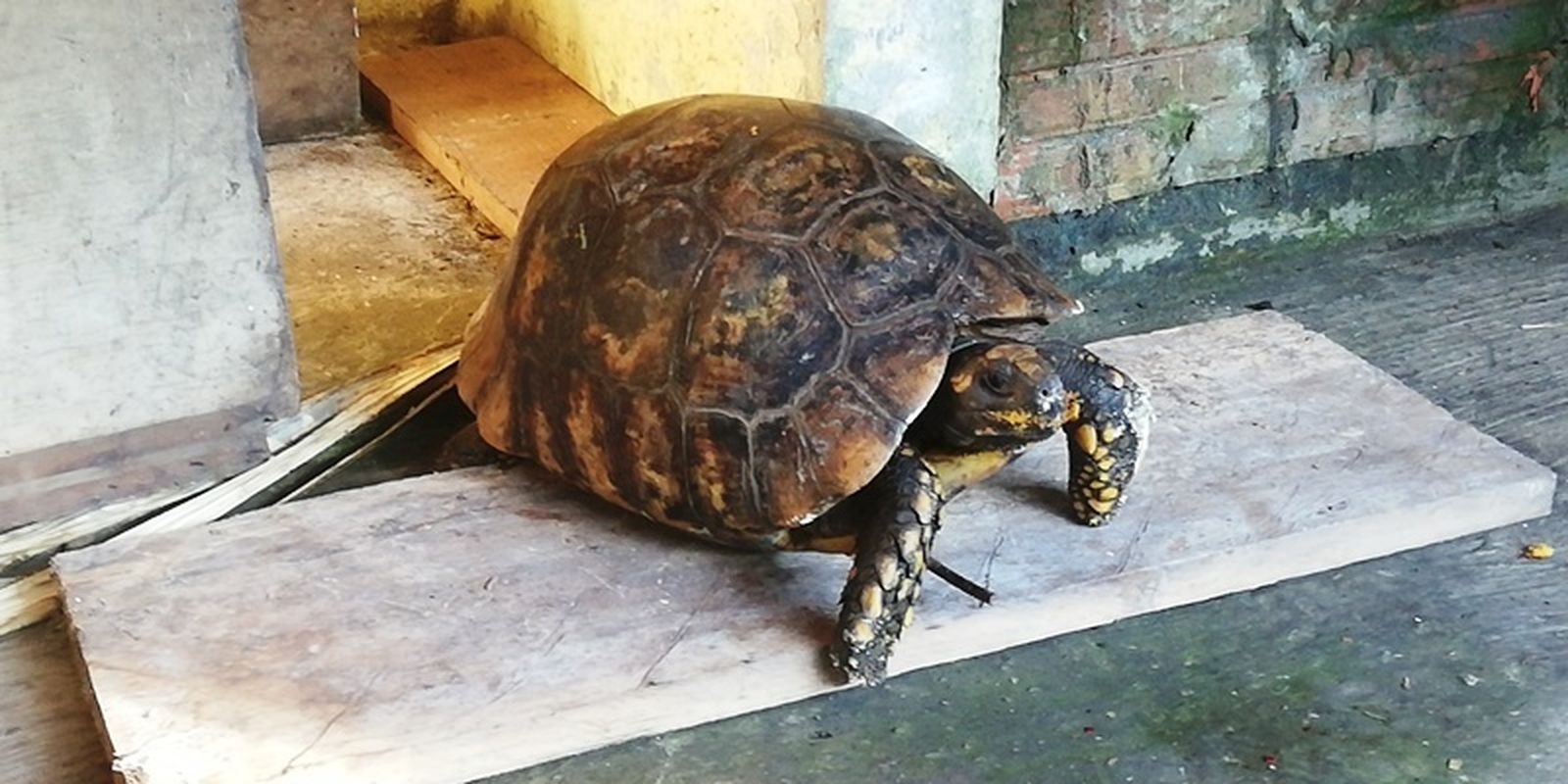 Mocos en la quebrada