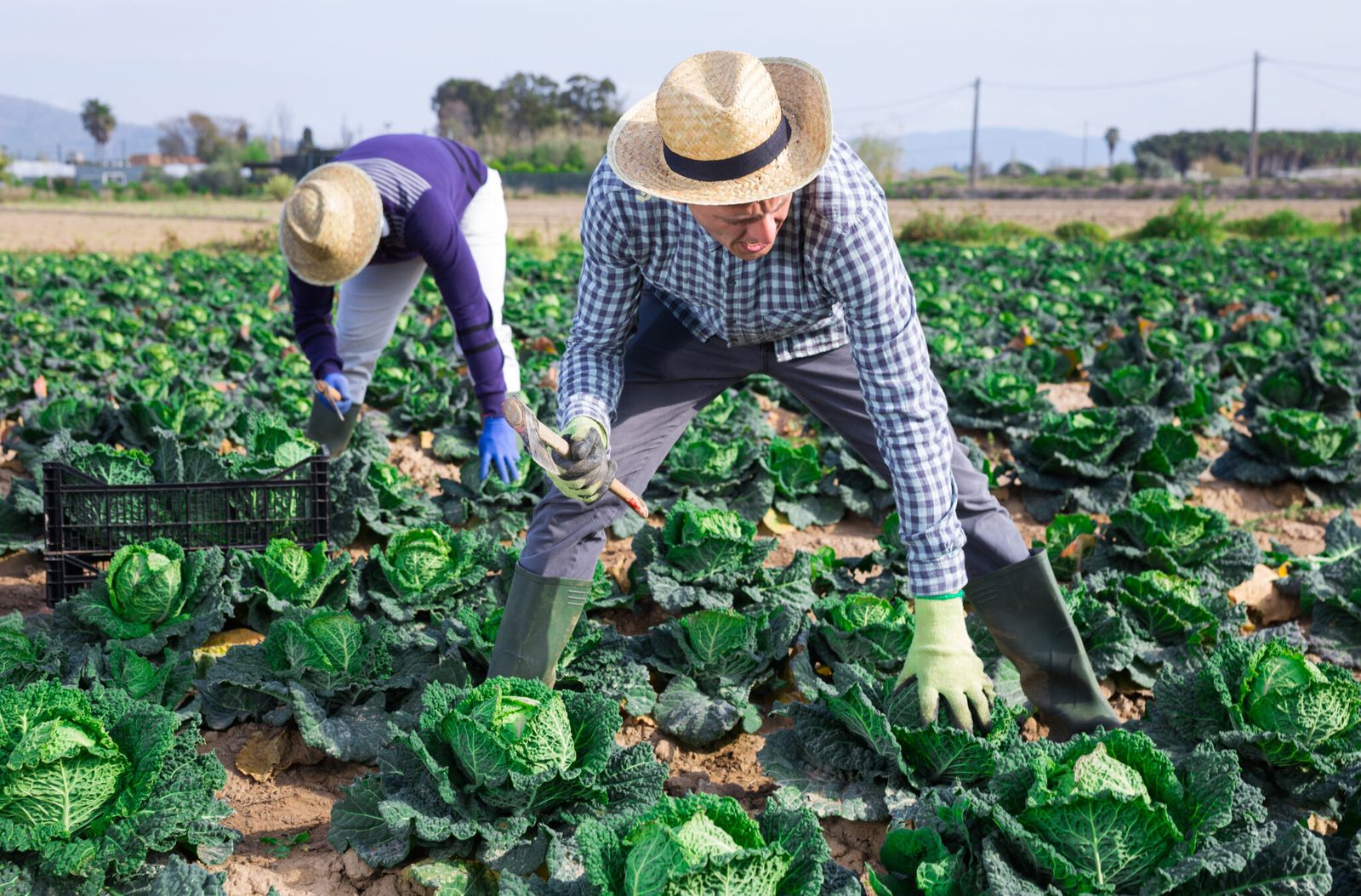 Agricultores trabajando