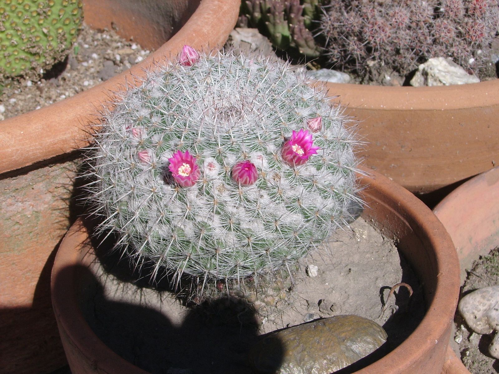 Milagros y exorcismos de Jesús en tela de juicio