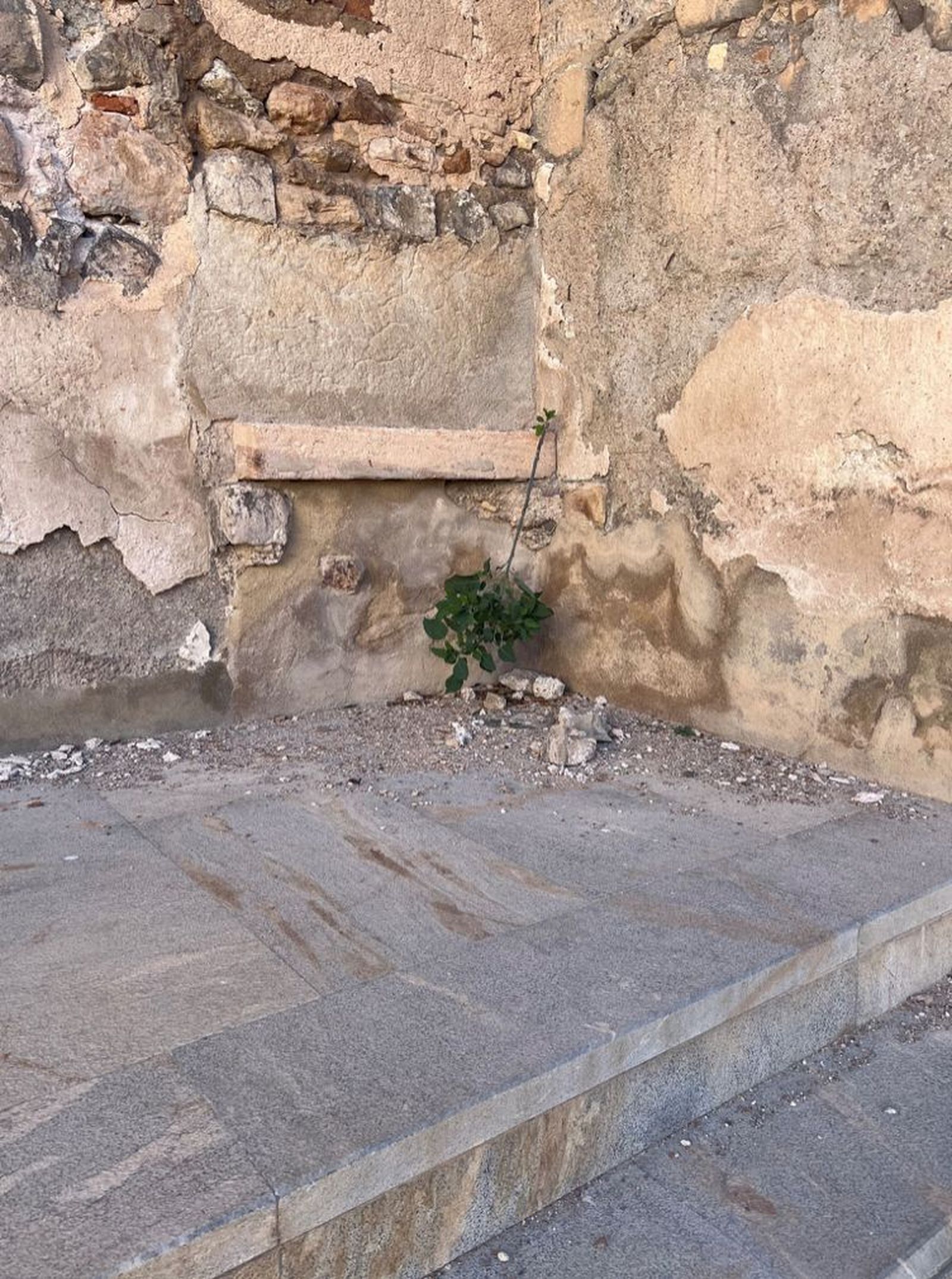 Vegetación Catedral Cartagena