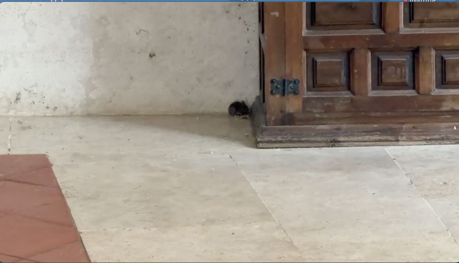 Un rata en Belorado en una imagen difundida por la Oficina del Comisario