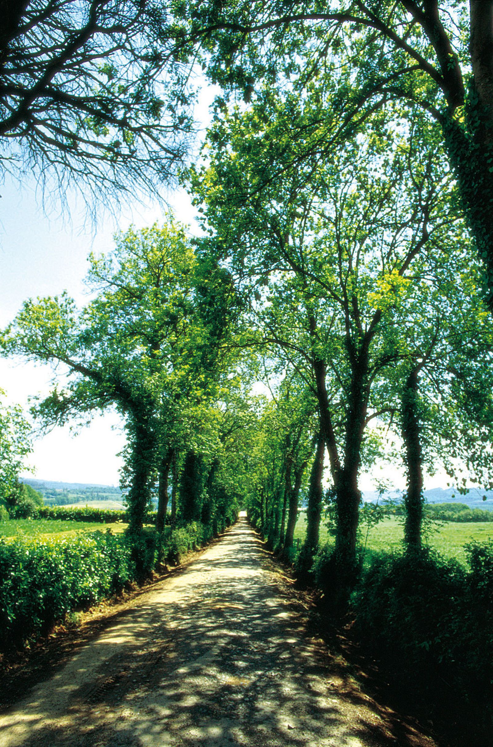 Camino