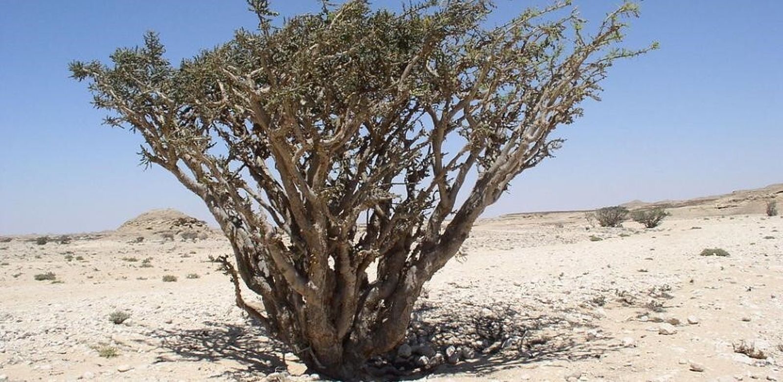 II Viernes de Adviento