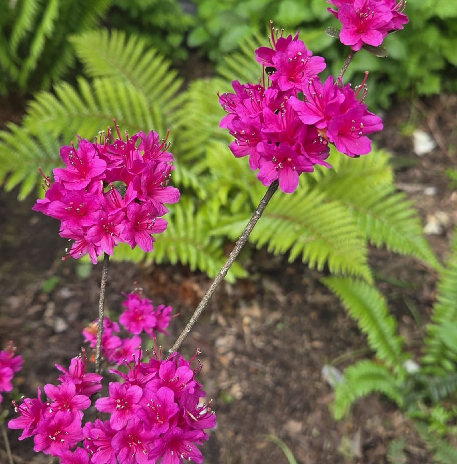 flores 3