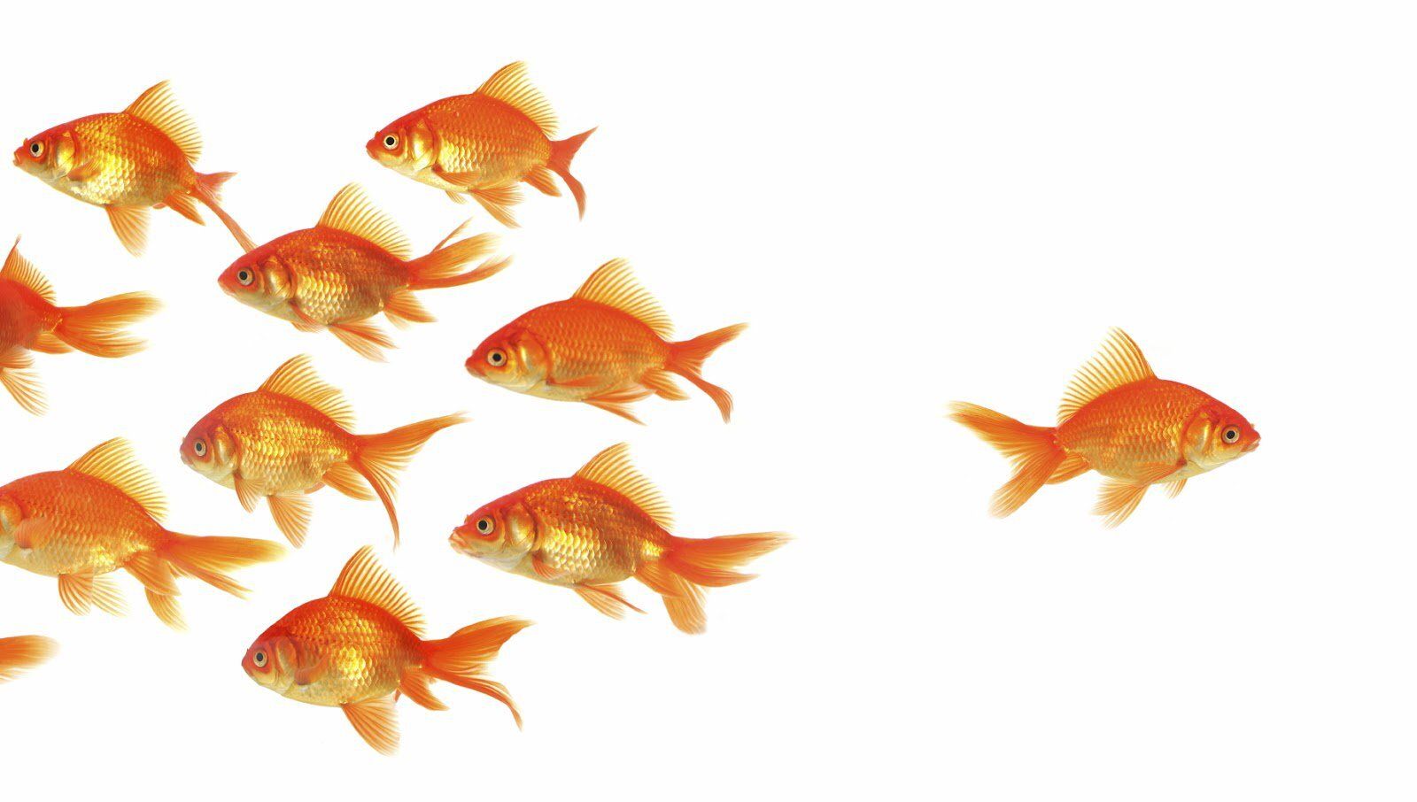 Vamos a contracorriente