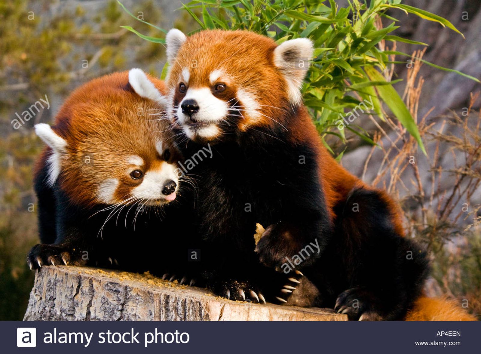 par-de-pandas-rojos-ap4een