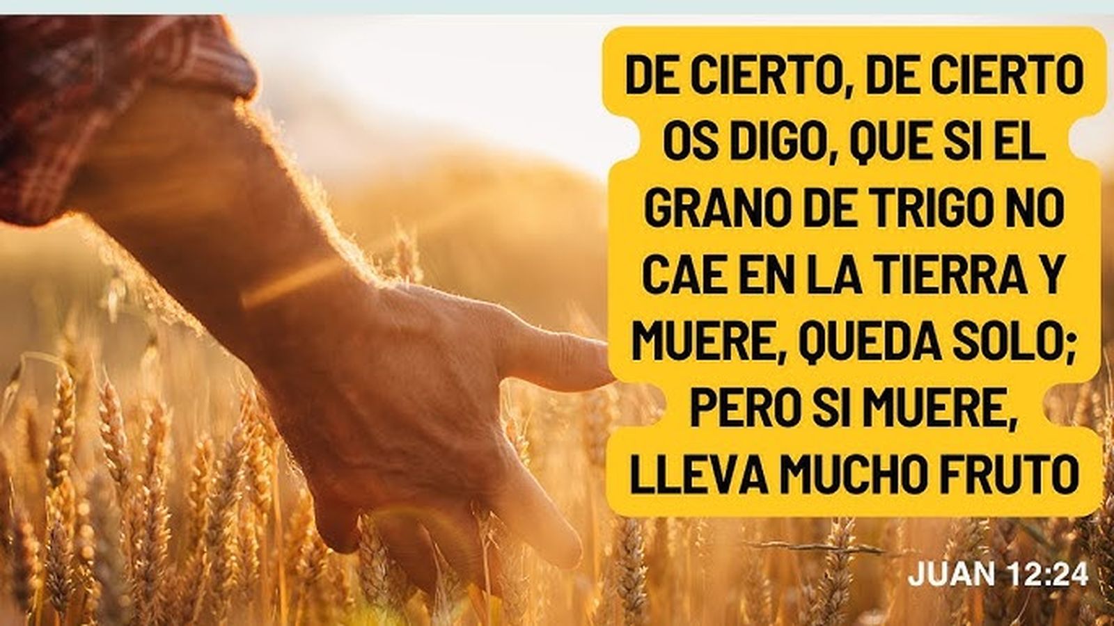 Grano de trigo. Captura