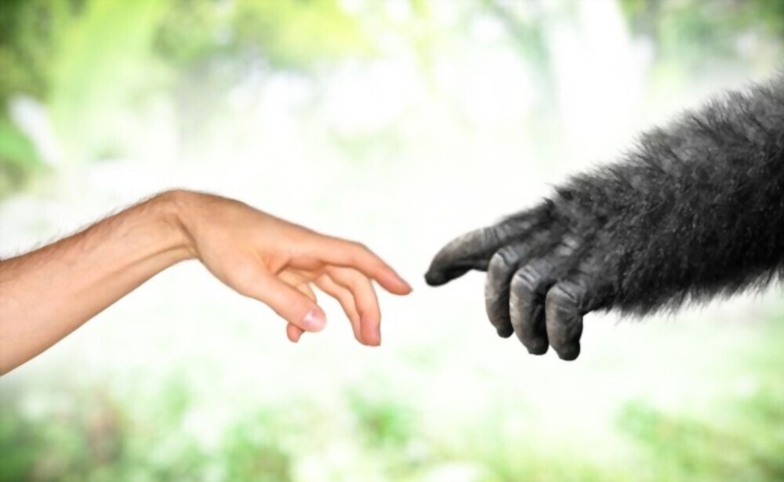 Teología y evolución