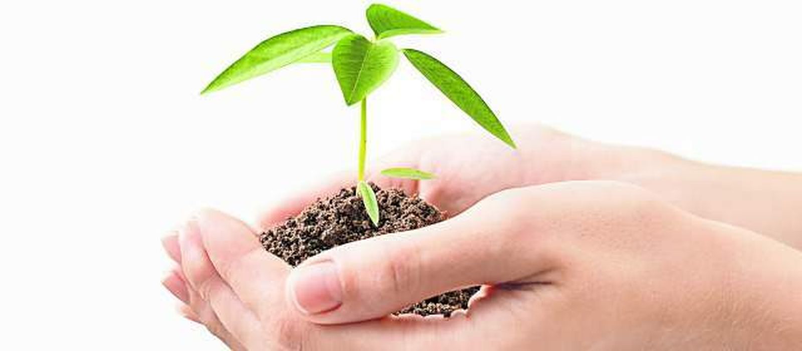 El cuidado de la vida