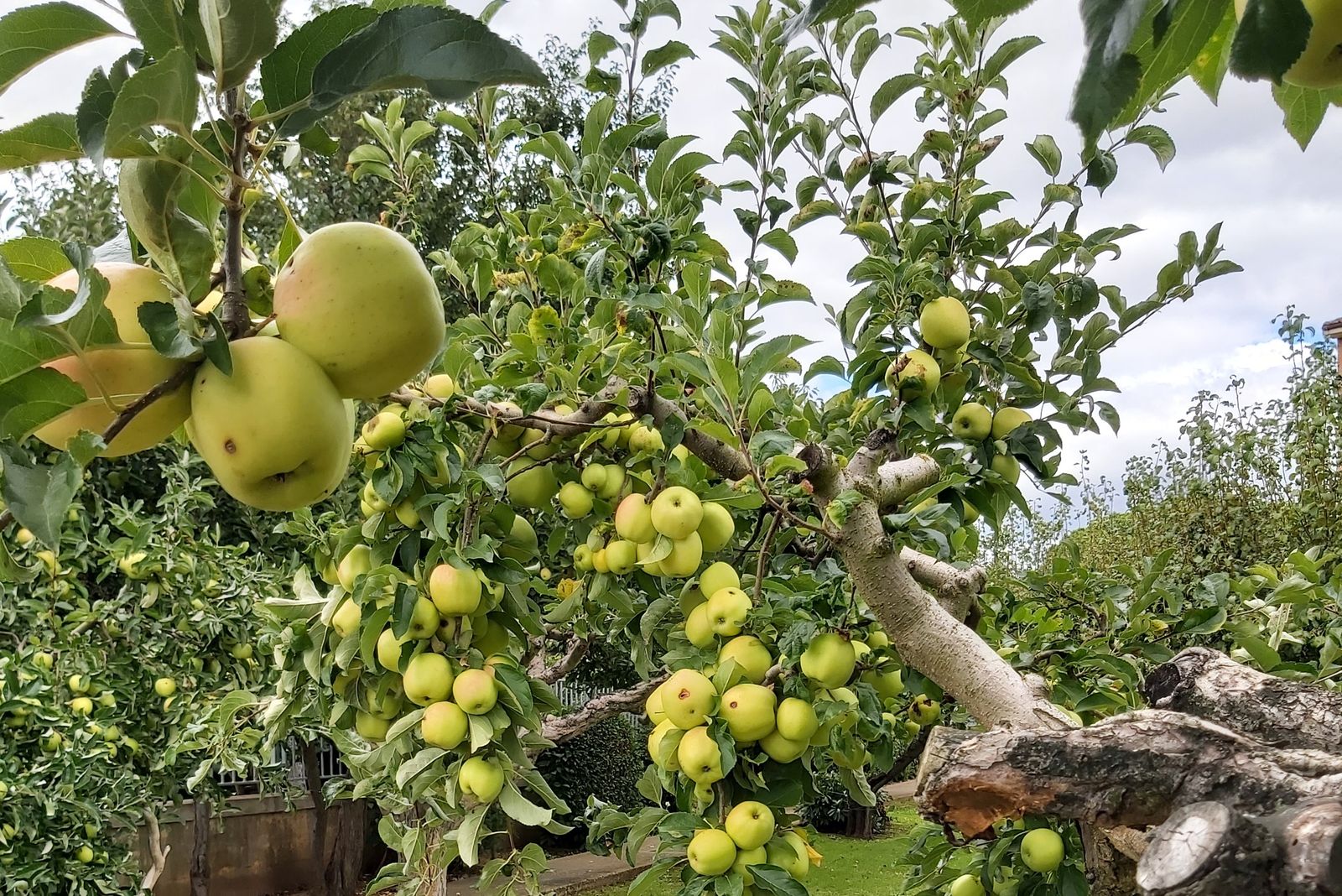 XXVI Domingo del Tiempo Ordinario