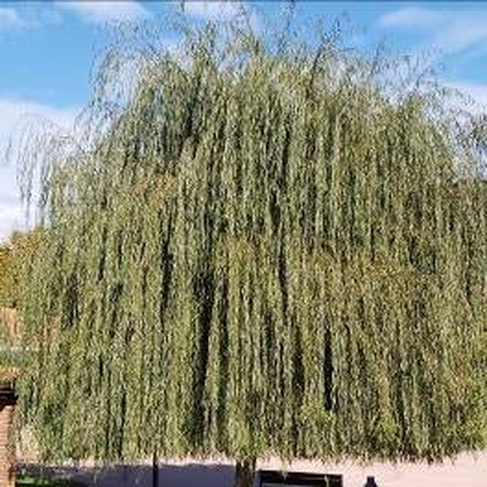 21 III Viernes de Adviento