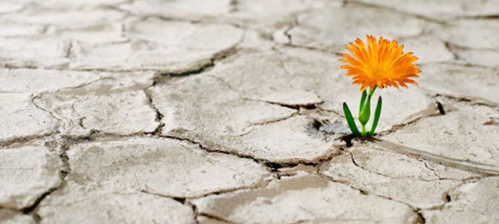 En el 2021: ¿Quién nos podrá separar del amor de Cristo?