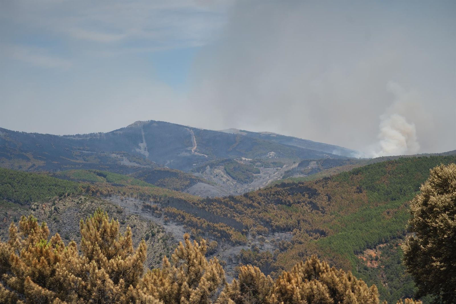 Terreno forestal quemada por los incendios Guadalajara