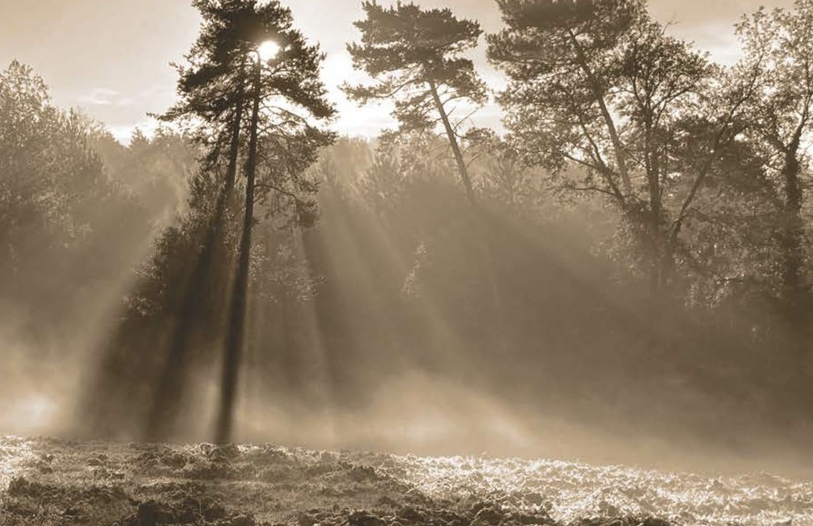 Imagen de la cubierta del libro