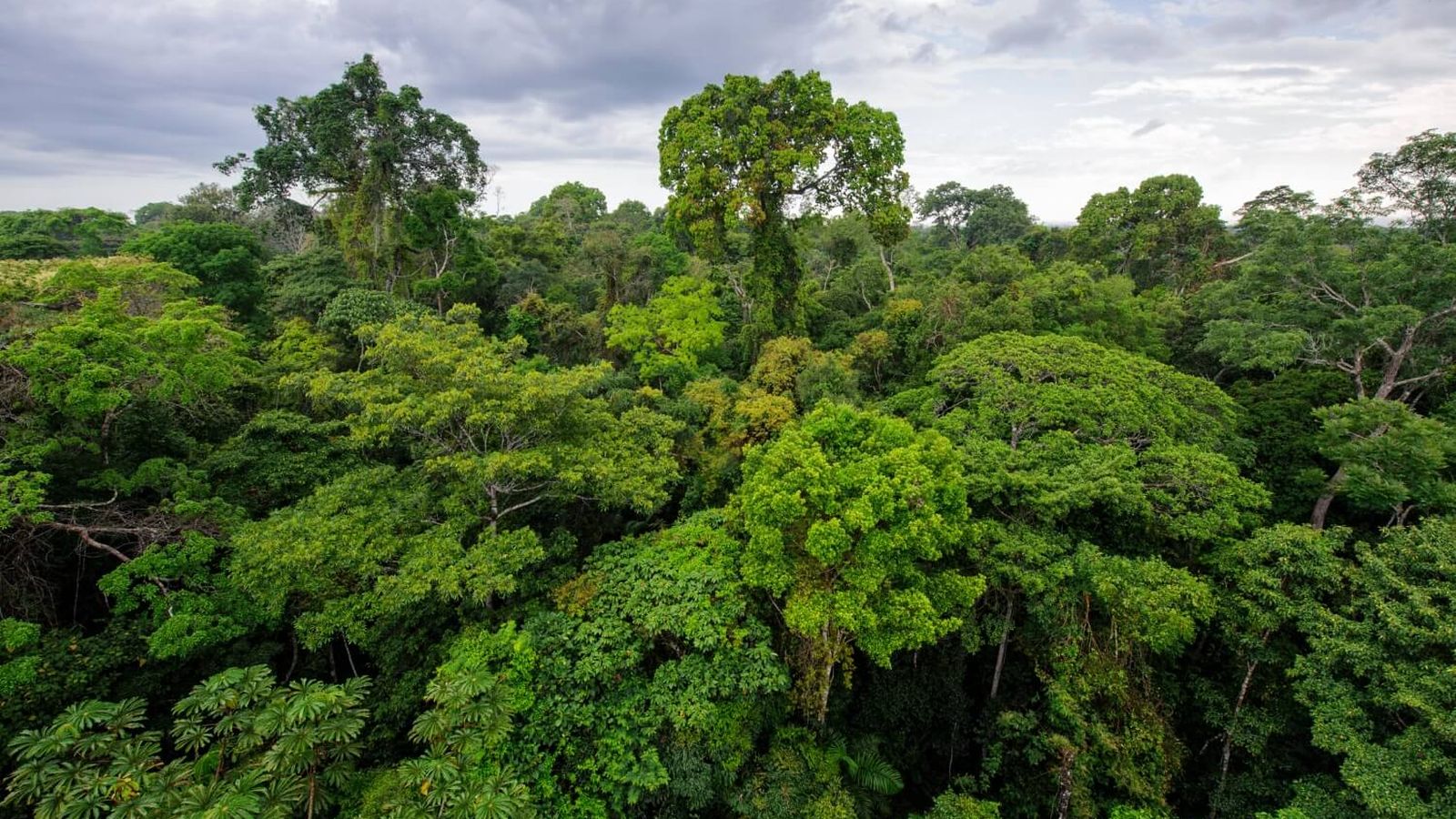 Bosque en Amazonia. Perú.