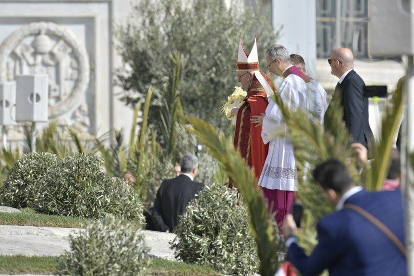Papa, entre palmas y olivos