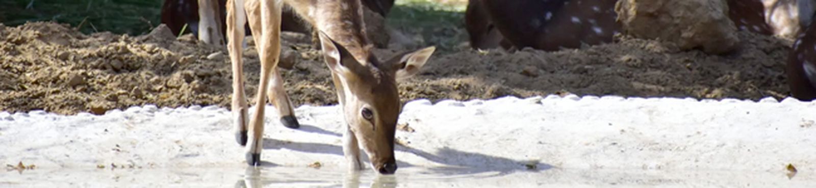 salmo-42-mendelssohn