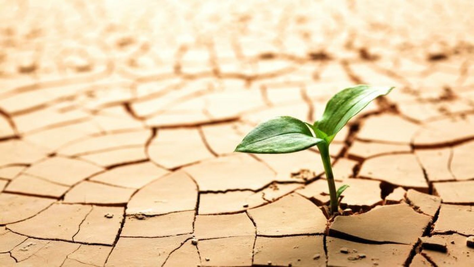 La naturaleza, en peligro