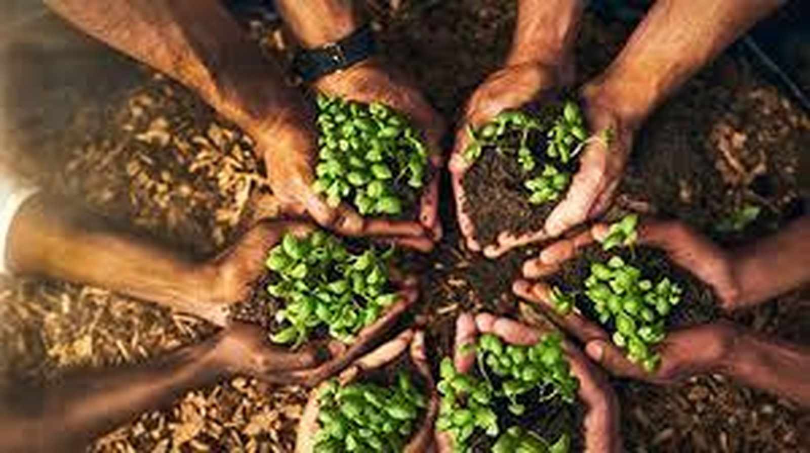 cuidado de la Casa Común