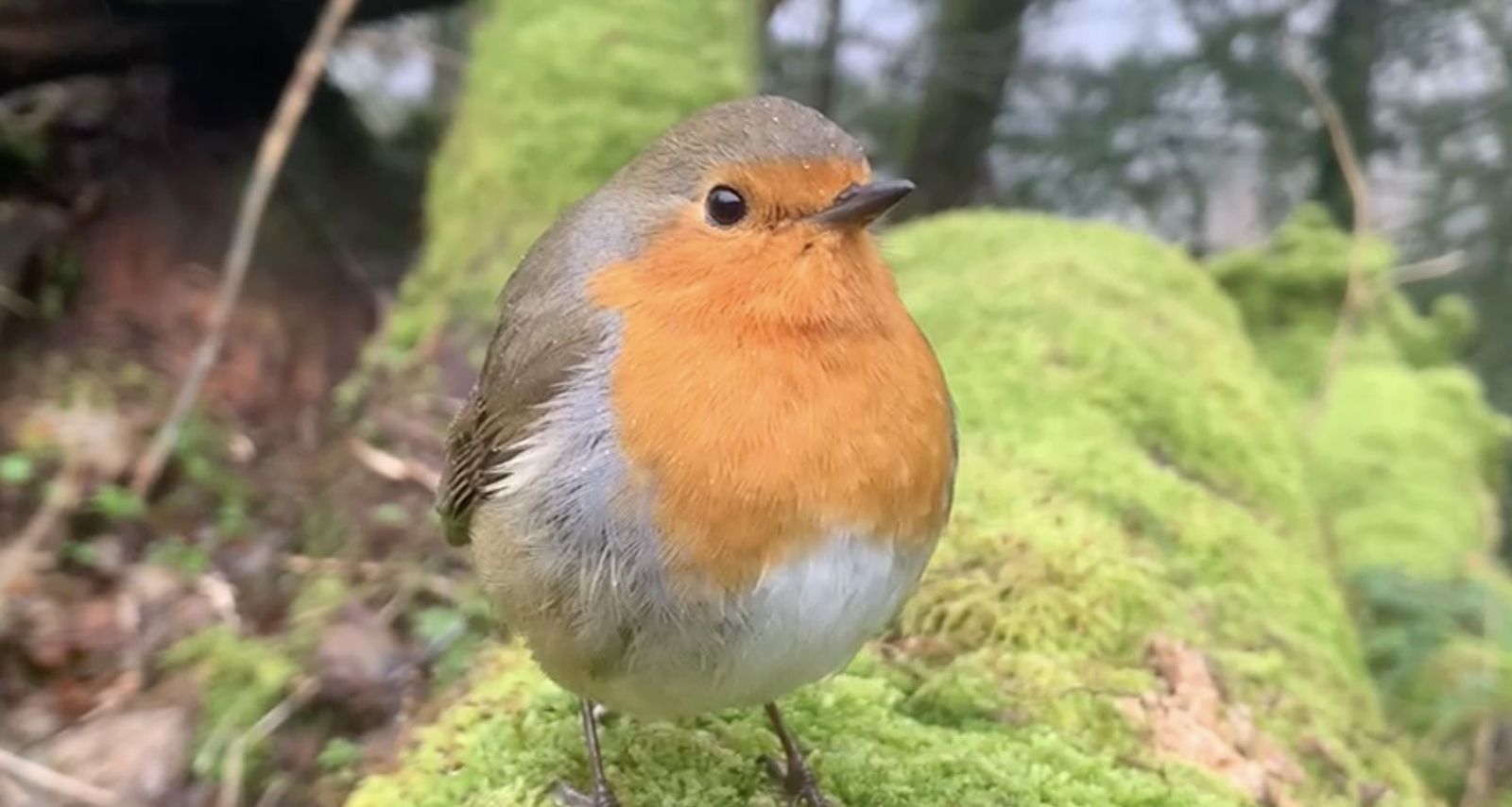 El petirrojo de Fray Paco