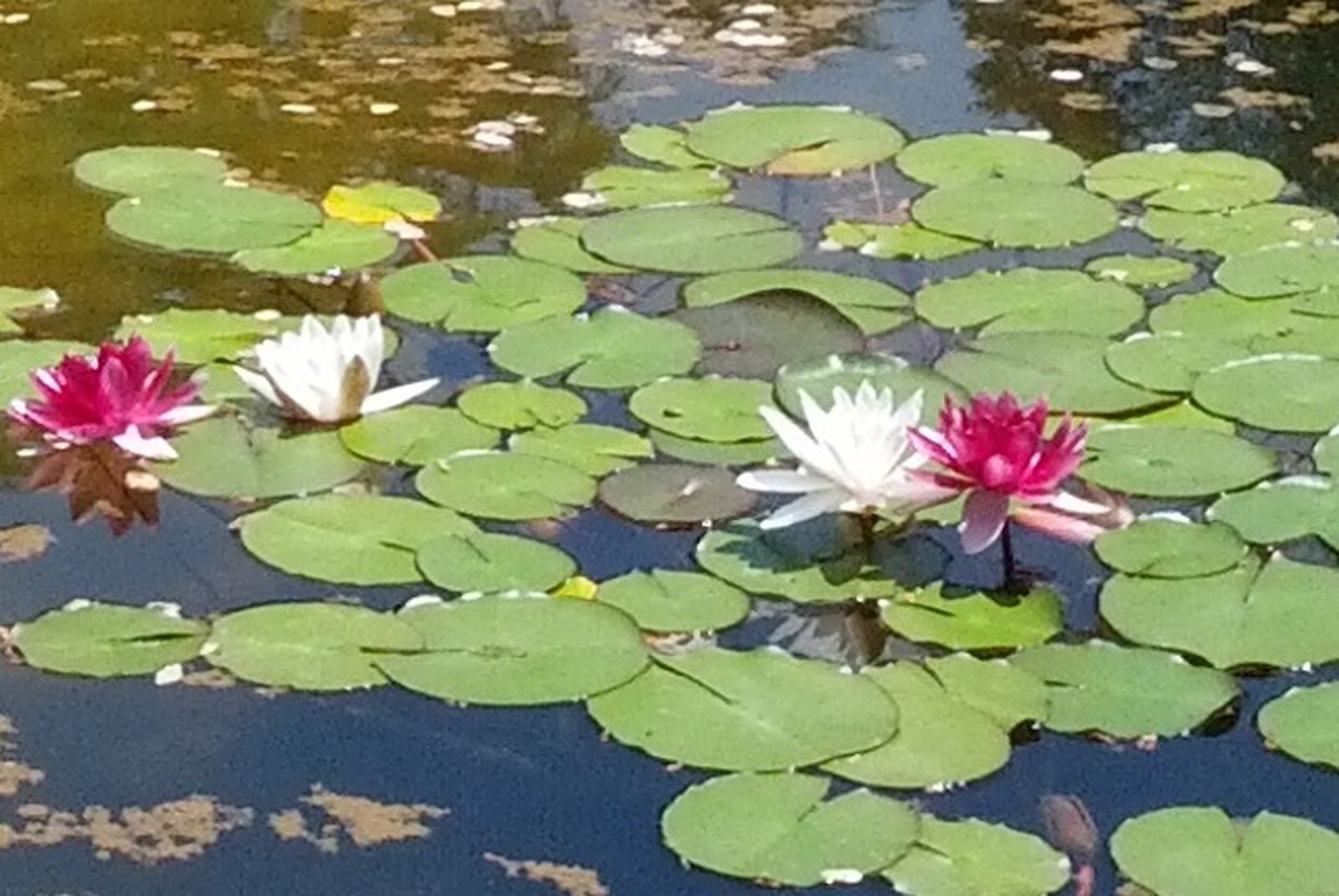 30 de Mayo: Mes de María