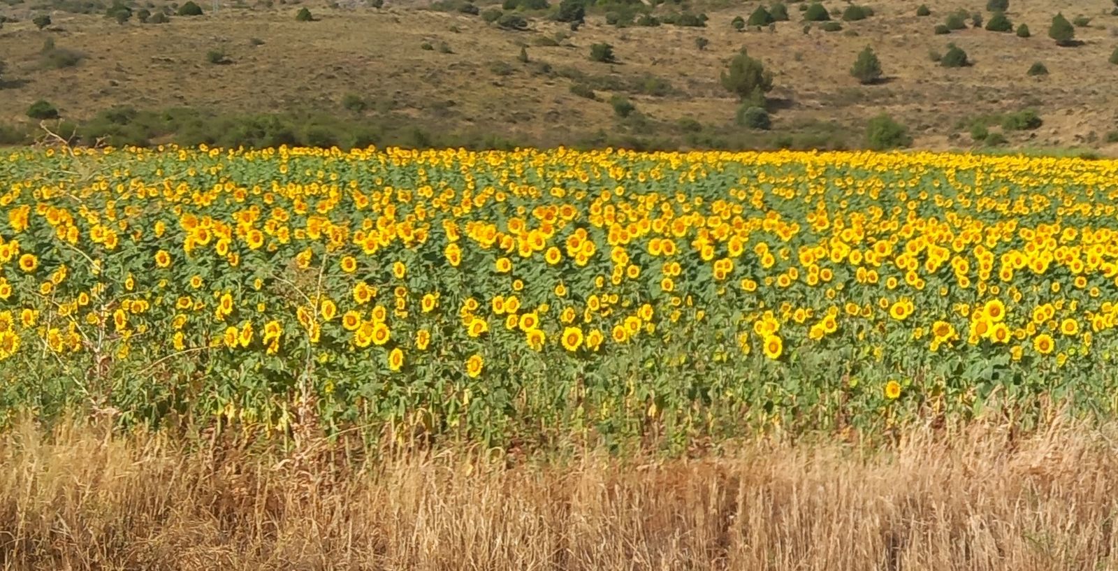 Campo de girasoles