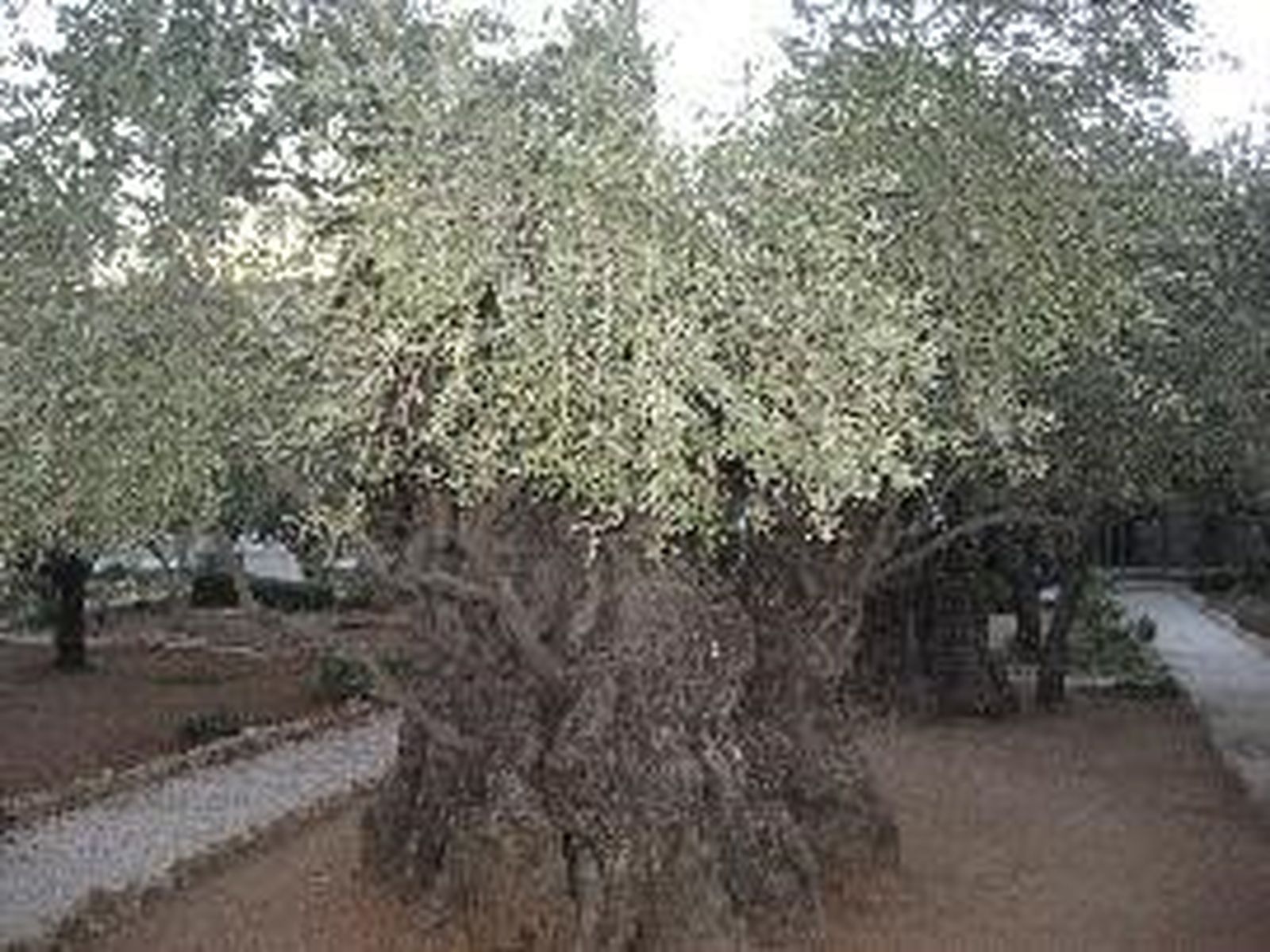 I Sábado de Cuaresma