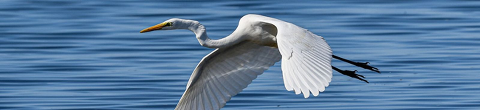 garza-blanca-polignac