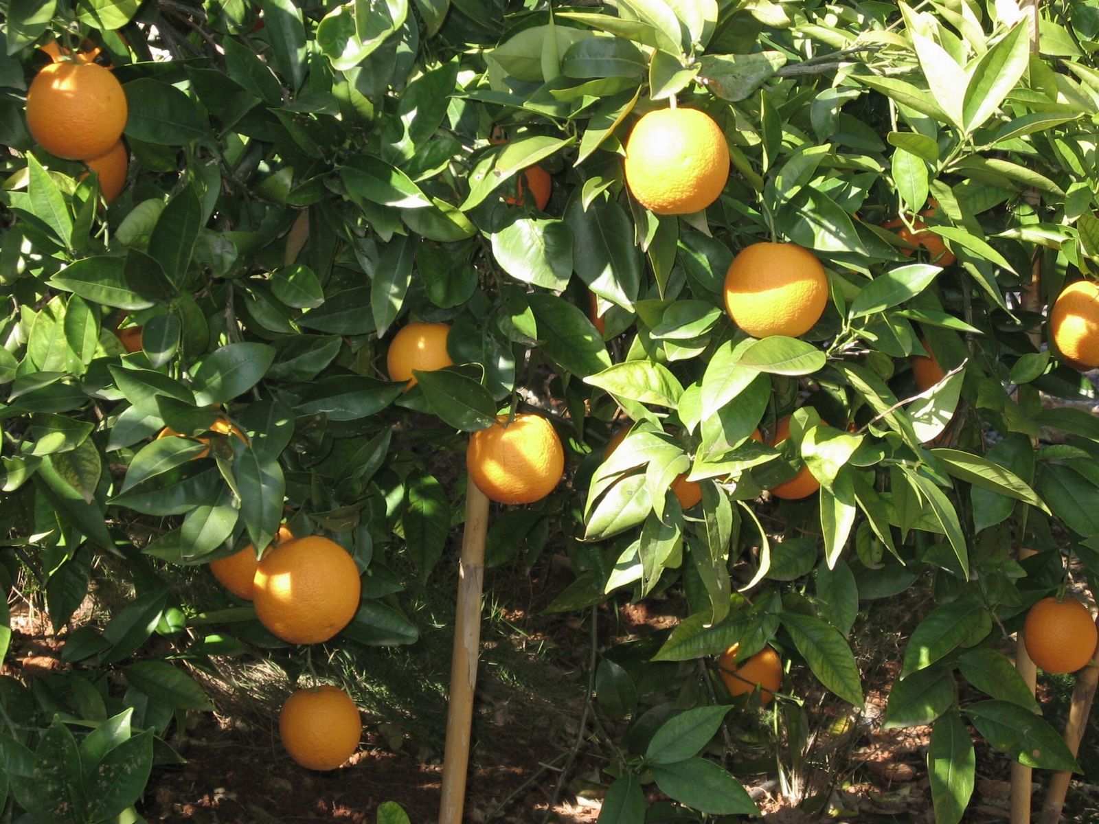 5 de Octubre: XXVII Domingo del Tiempo Ordinario
