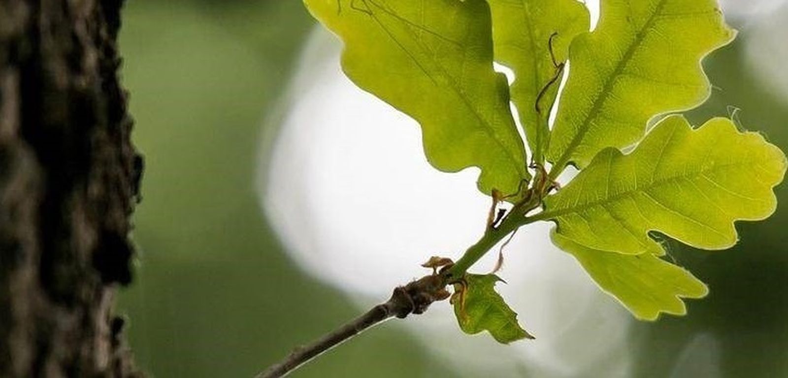 25. IV Miércoles de Adviento