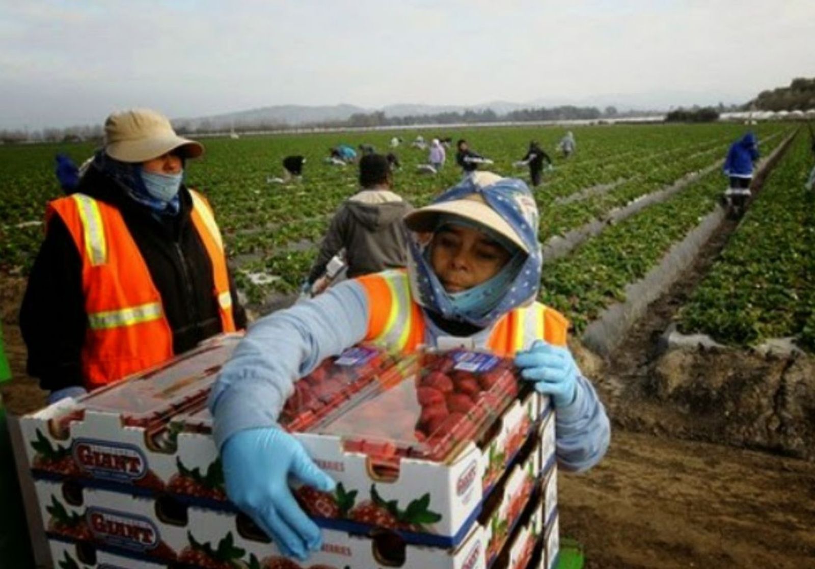 Trabajadoras del campo