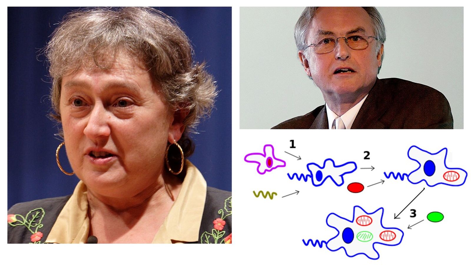 Fotos: Lynn Margulis.  /Richard Dawkins. Matthias Argeisson/ jpedreira/ teoría de la endosimbiosis seriada. Maulucioni, según trabajo previo de Franciscosp2 (Wikimedia Commons. CC)