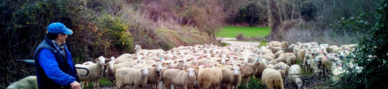 hirtenlied-meyerbeer